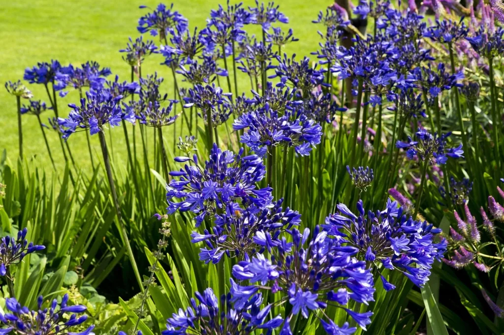 Border vol diepblauwe agapanthus in volle zon met smalle bladeren en een gazon op de achtergrond