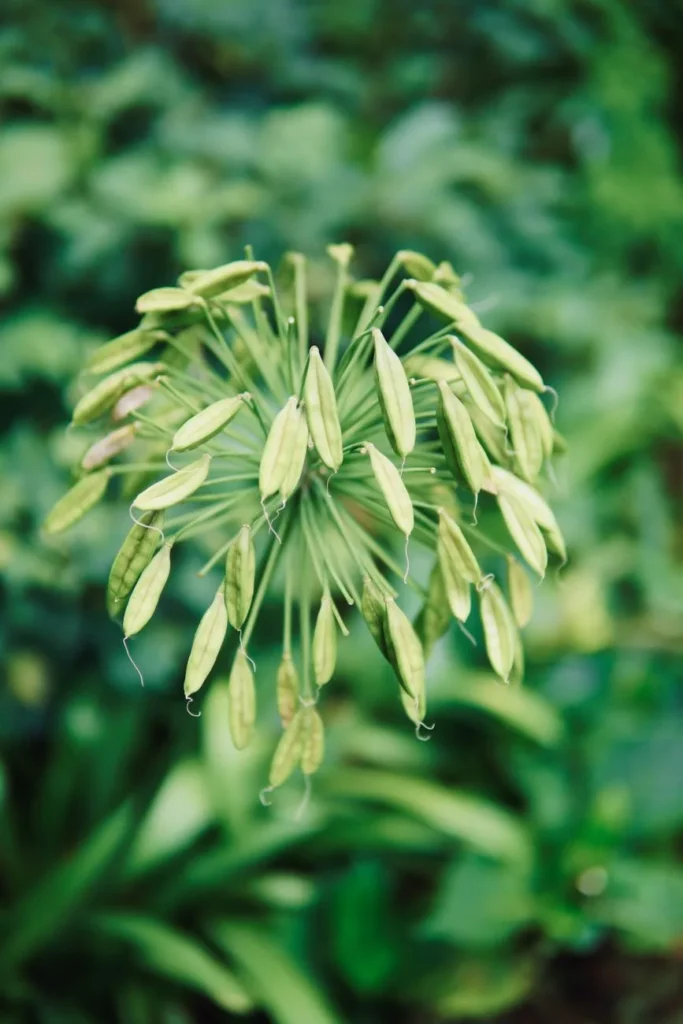 Uitgebloeide agapanthus met groene zaaddozen aan het bloemscherm