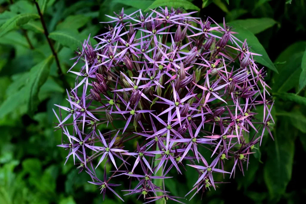 Allium christophii met een grote, losse bol van zilverpaarse stervormige bloemetjes