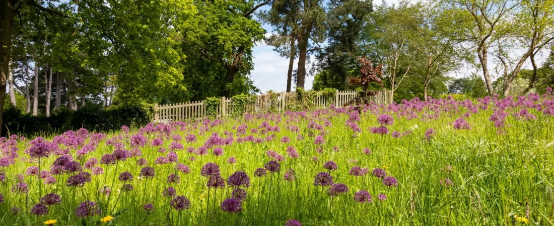 Allium planten: wanneer, hoe diep en waar