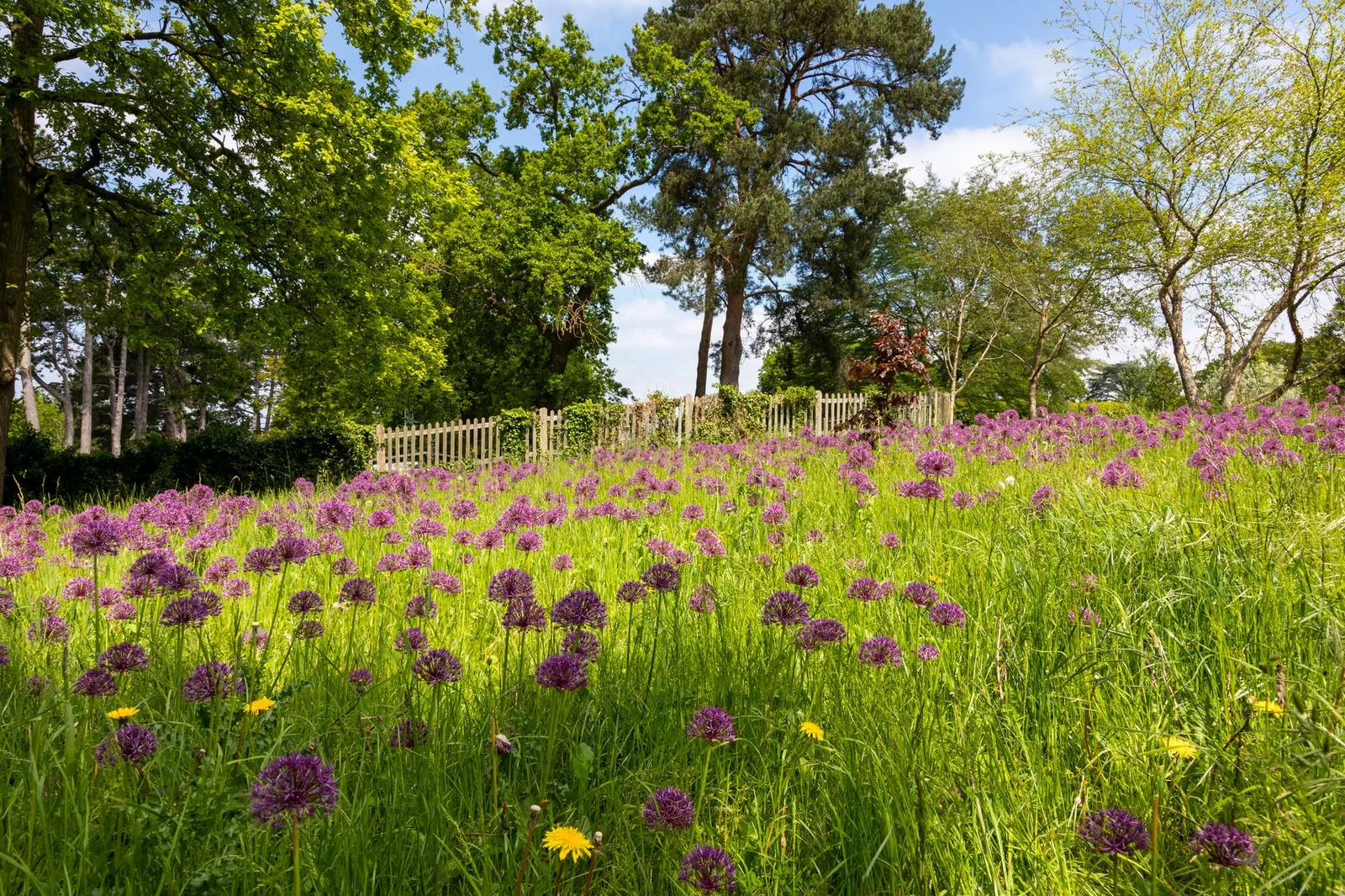 Allium planten: wanneer, hoe diep en waar