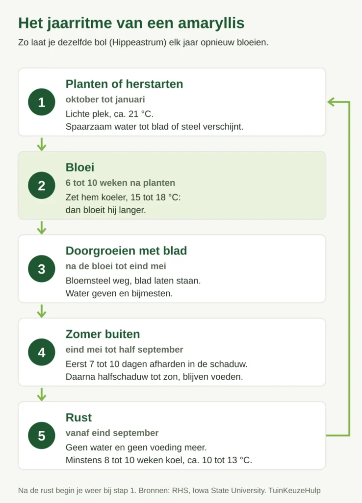 Schema met het jaarritme van een amaryllis in vijf stappen: planten of herstarten, bloei, doorgroeien met blad, zomer buiten en rust van 8 tot 10 weken bij 10 tot 13 graden