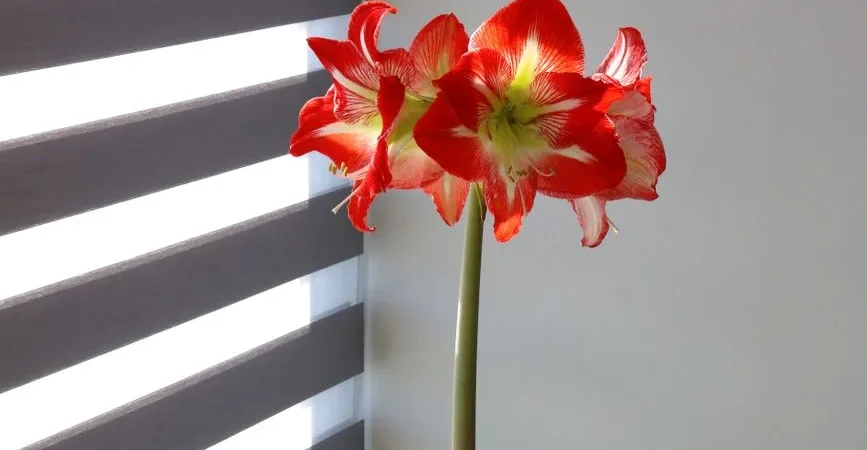 Amaryllis planten: wanneer, hoe diep en waar