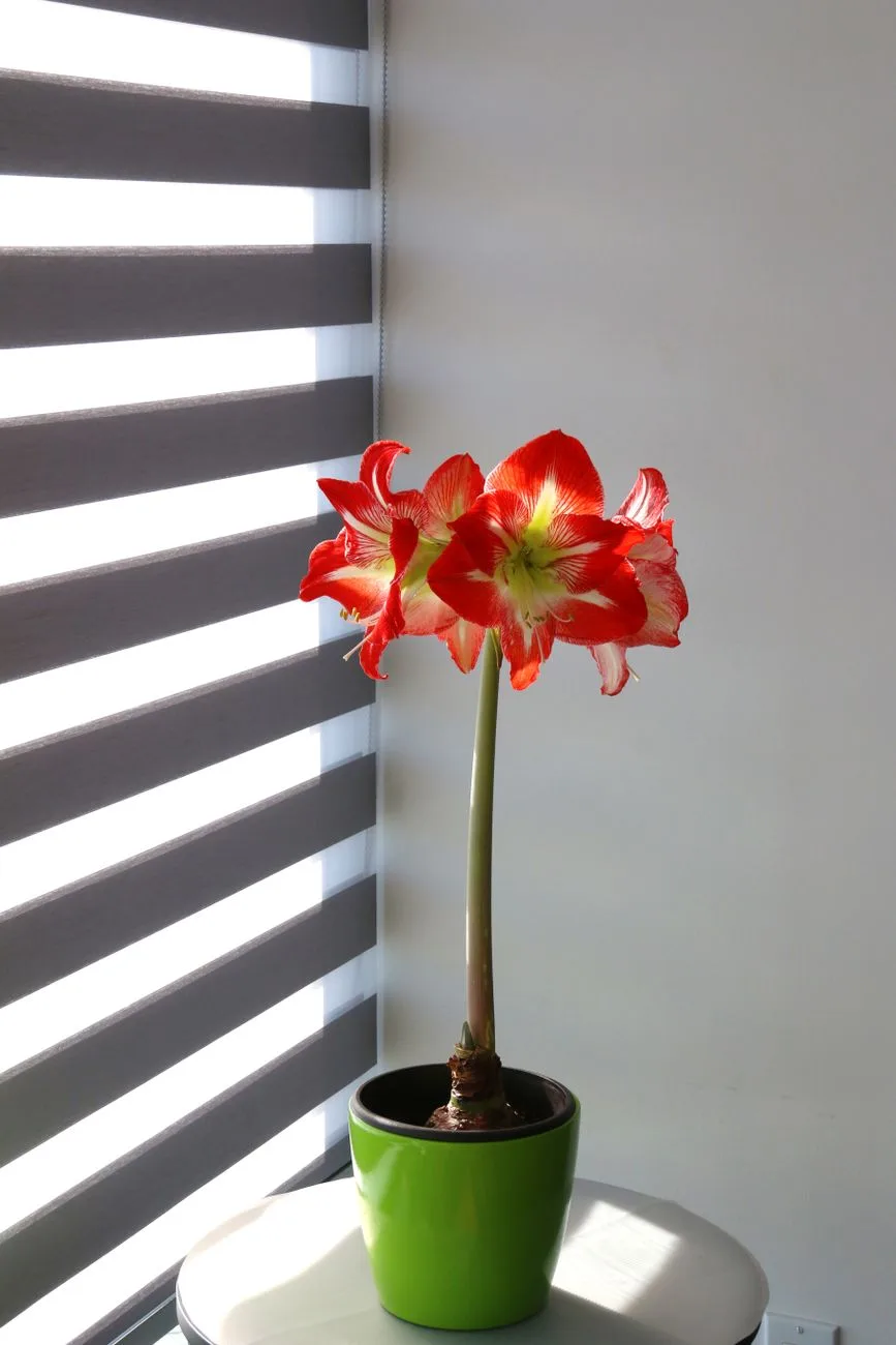 Amaryllis planten: wanneer, hoe diep en waar