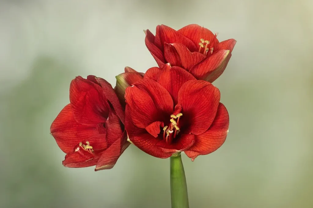 Bloemsteel van een amaryllis met drie open rode bloemen