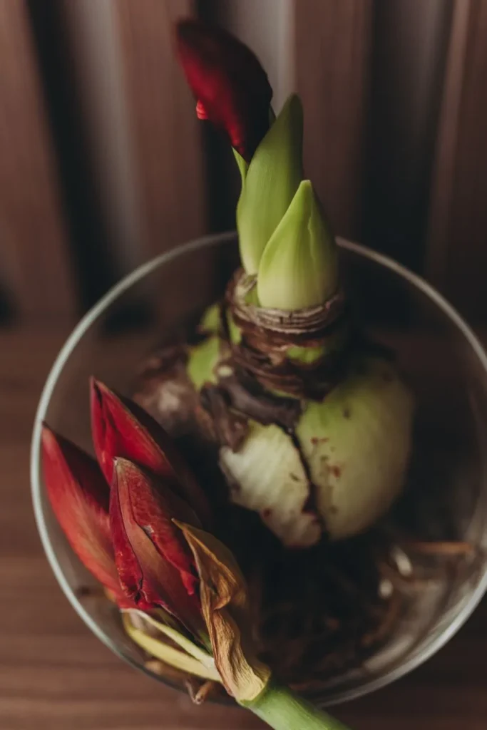 Kale amaryllisbol met wortels en een bloemknop in een glazen schaal, zonder potgrond