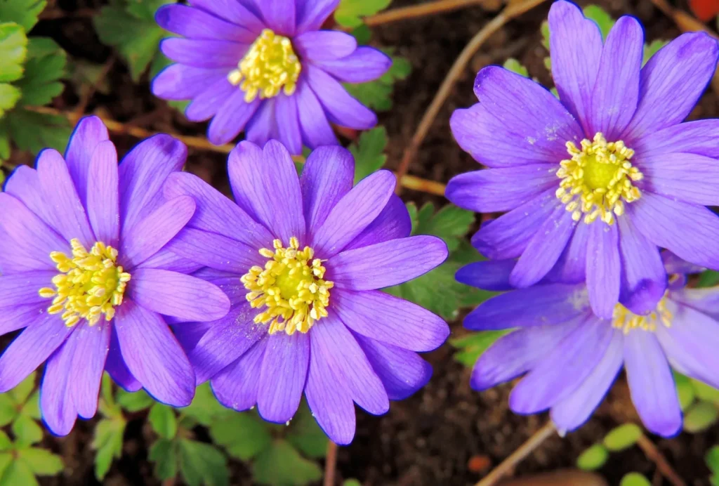 Blauwpaarse Anemone blanda met gele meeldraden boven gevederd blad in de tuin