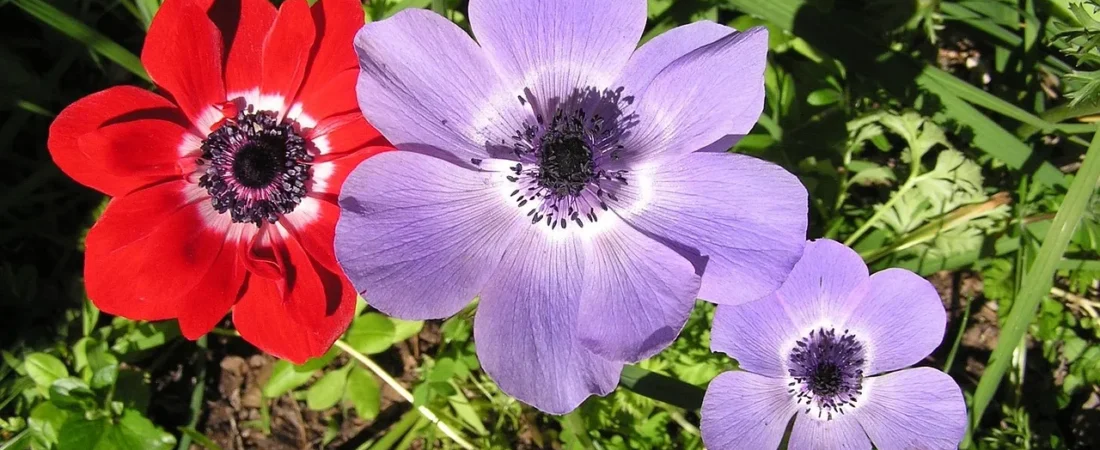 Anemoon planten: wanneer, hoe diep en waar