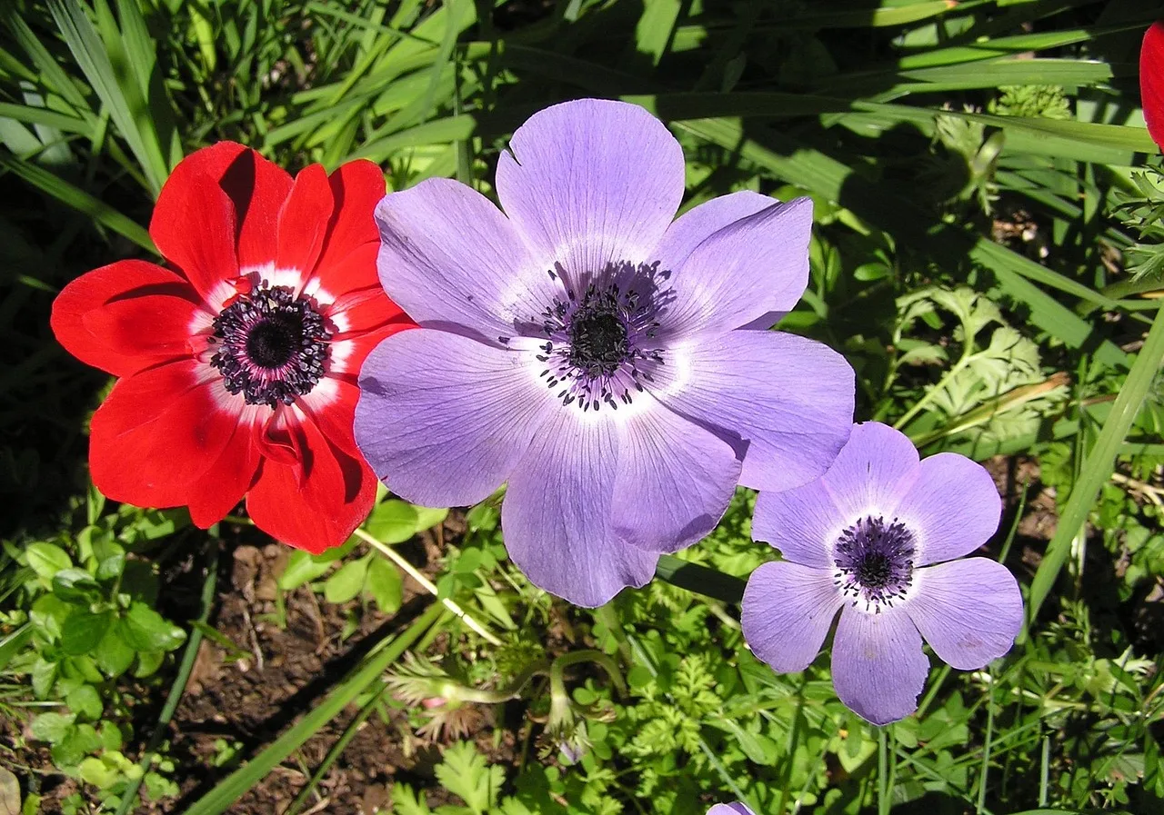 Anemoon planten: wanneer, hoe diep en waar