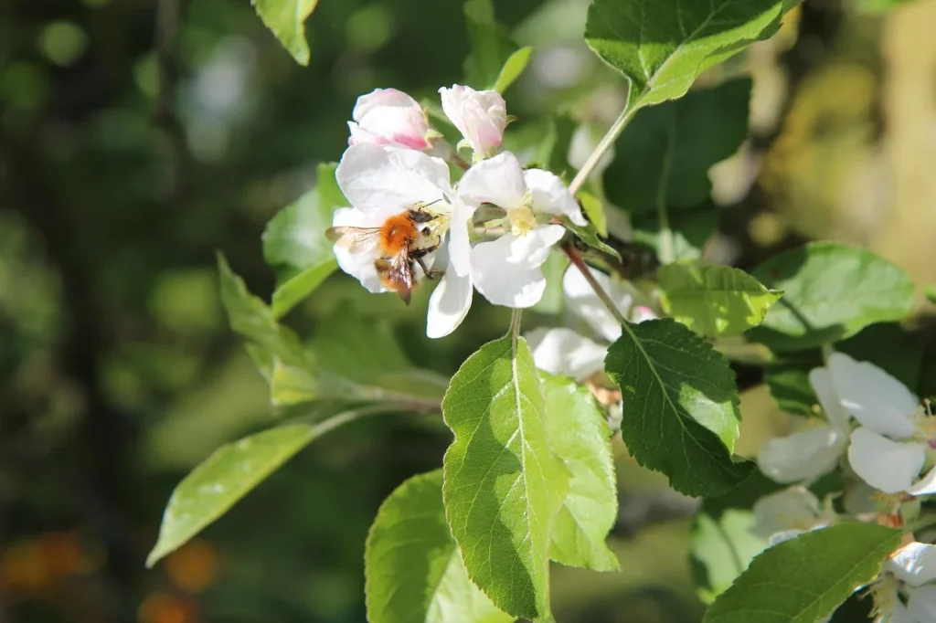 Witroze appelbloesem met een bij die stuifmeel verzamelt tussen het jonge blad