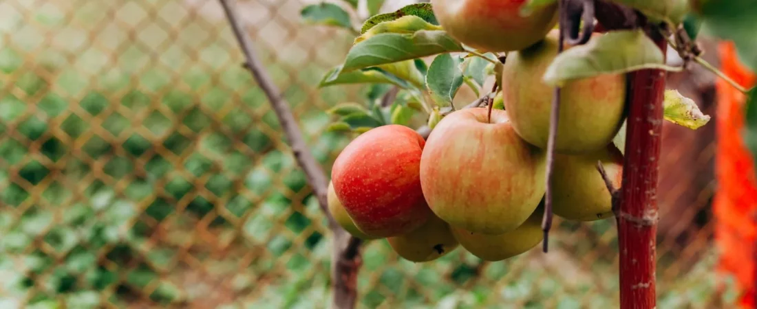 Appelboom planten: wanneer, hoe diep en waar