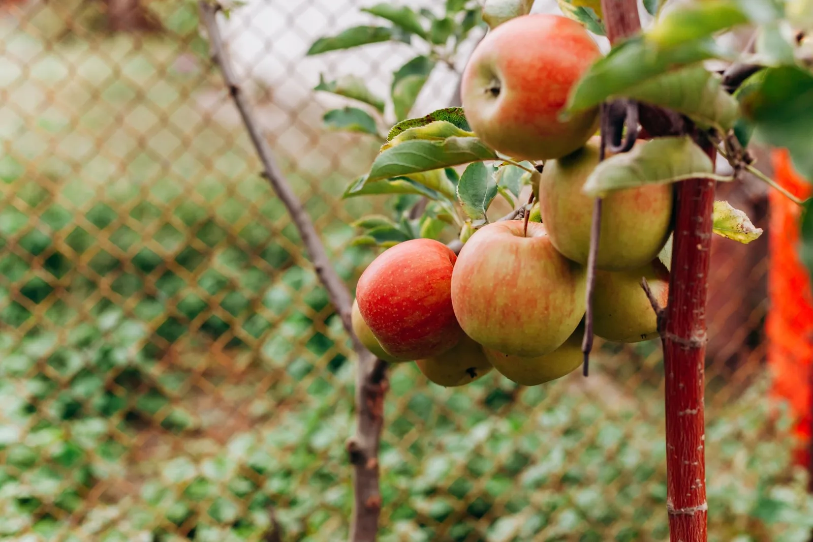 Appelboom planten: wanneer, hoe diep en waar