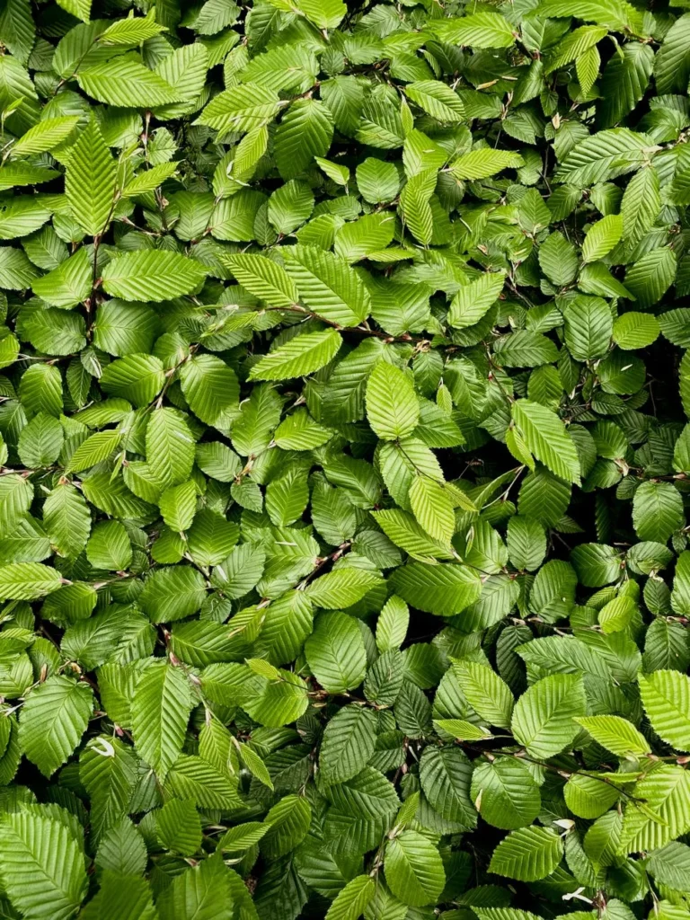Close-up van glanzend groen beukenblad met gladde, licht golvende bladrand