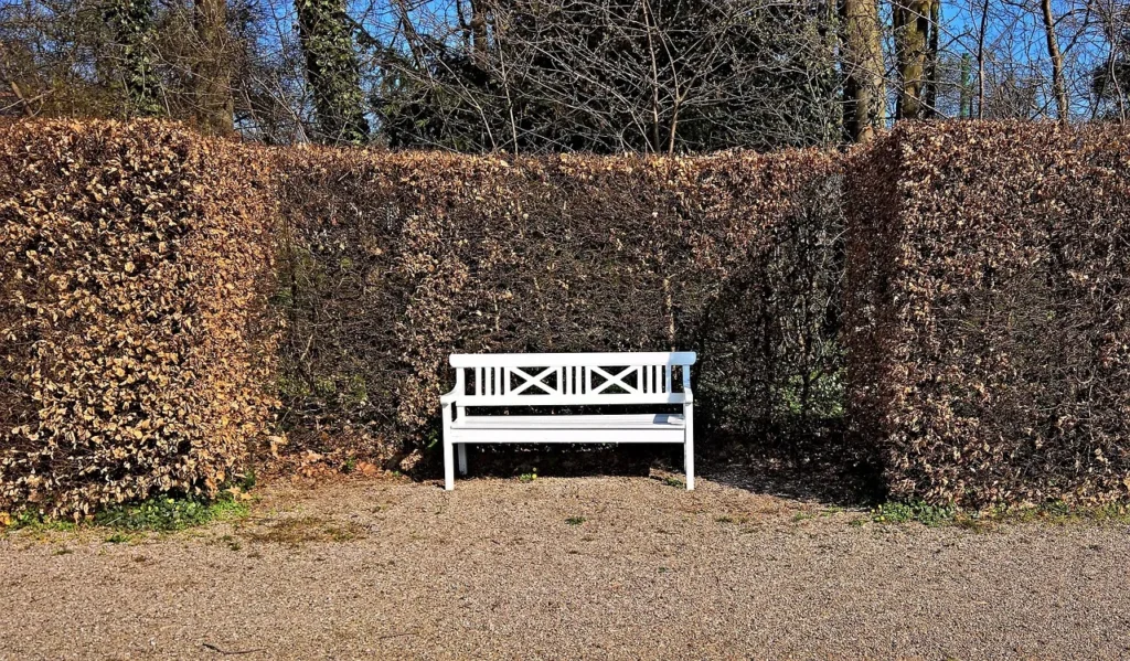 Geschoren beukenhaag met bruin vastgehouden blad in de winter, met een witte bank in een nis