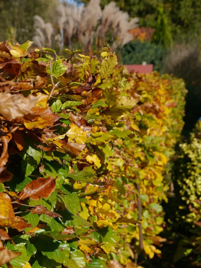 Beukenhaag in de tuin met groen, geel en koperbruin blad in de herfst