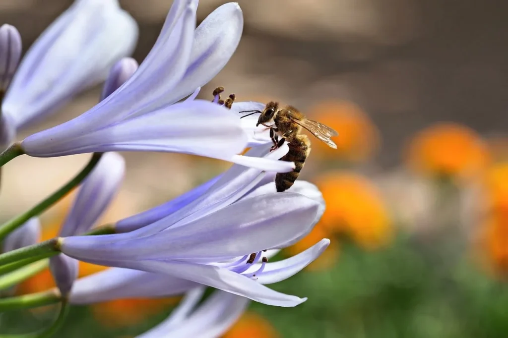 Honingbij op een lichtblauwe agapanthusbloem