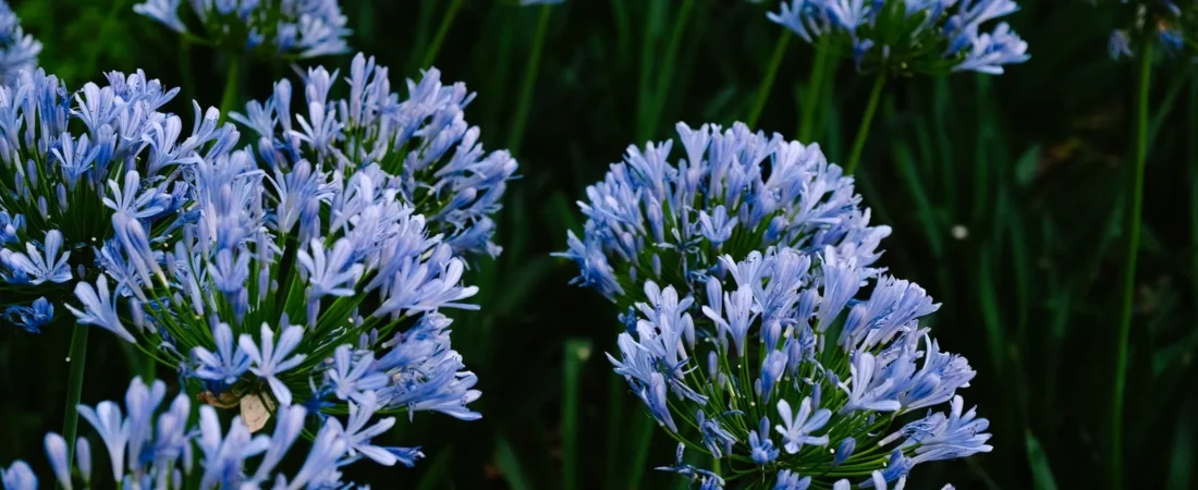 Agapanthus planten: wanneer, hoe diep en waar