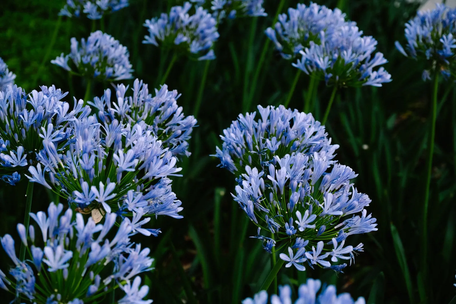 Agapanthus planten: wanneer, hoe diep en waar