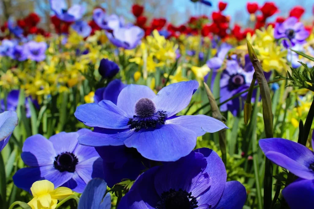 Blauwe De Caen-anemonen in een voorjaarsborder met gele narcissen en rode tulpen