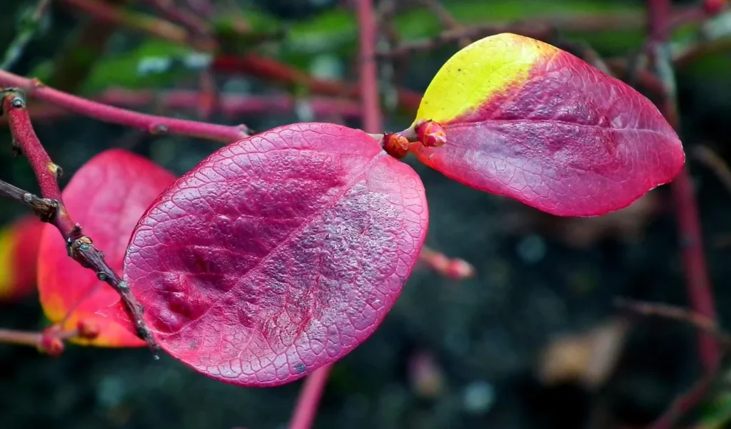 Rood verkleurde herfstbladeren en rode twijgen met knoppen van een blauwe bessenstruik