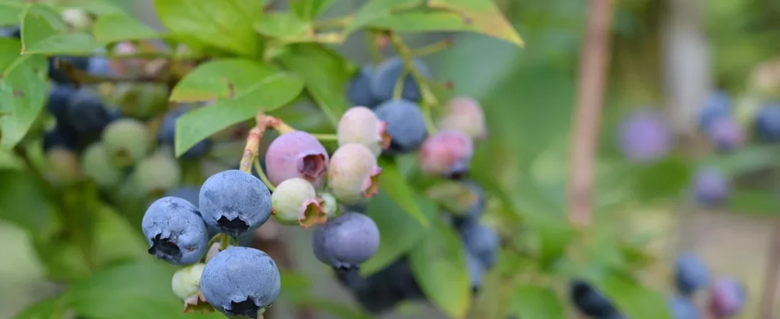 Blauwe bessen planten: wanneer, hoe diep en waar