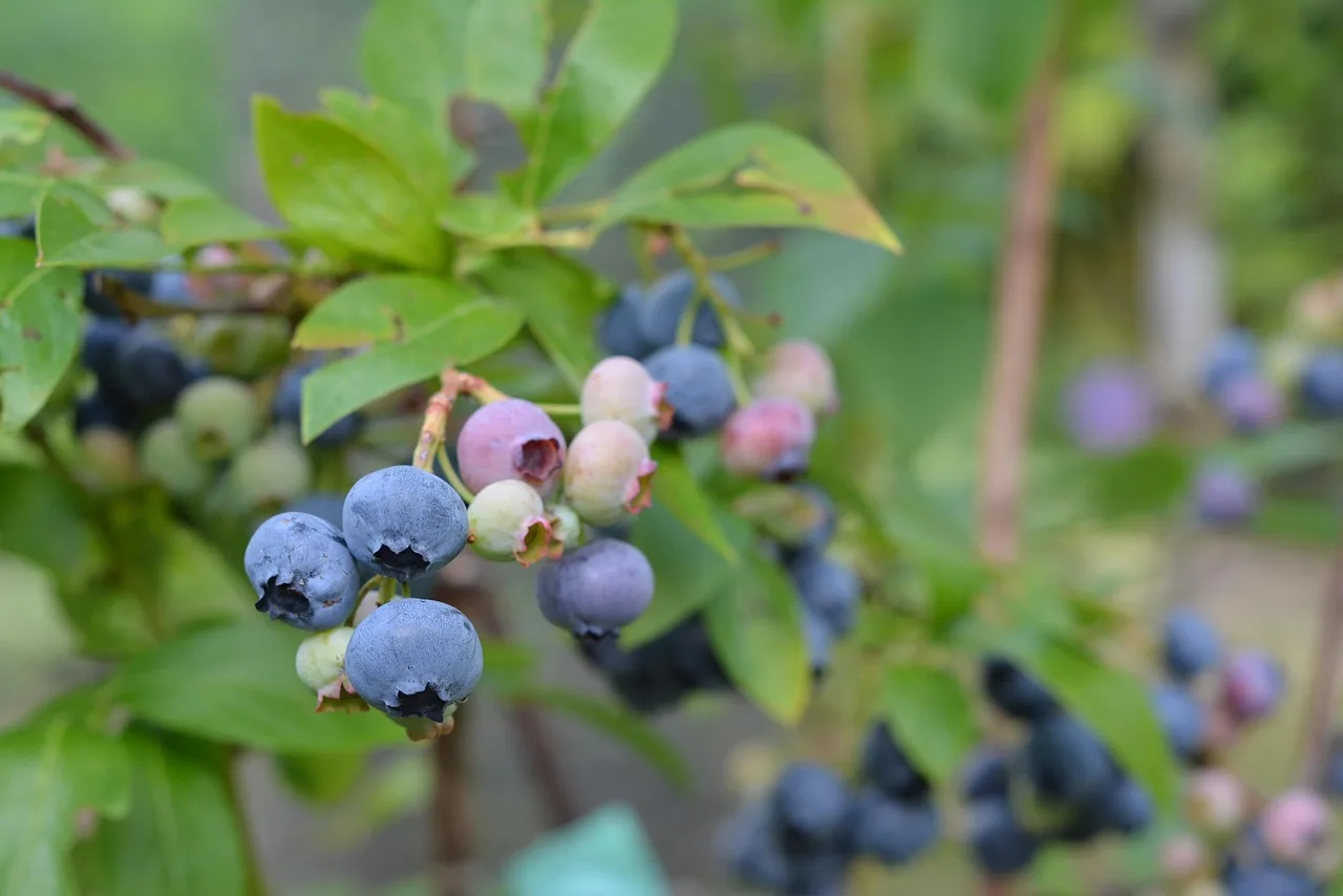 Blauwe bessen planten: wanneer, hoe diep en waar