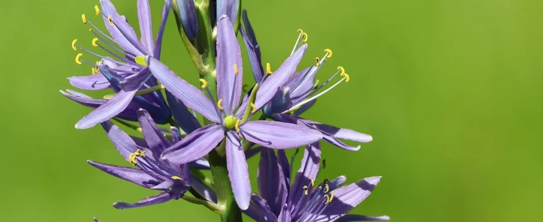 Camassia planten: wanneer, hoe diep en waar
