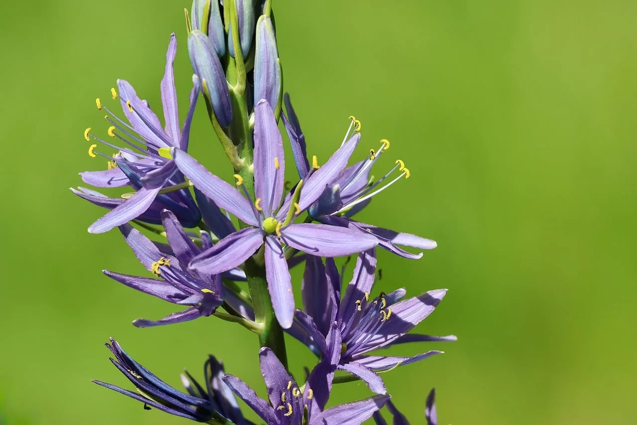 Camassia planten: wanneer, hoe diep en waar