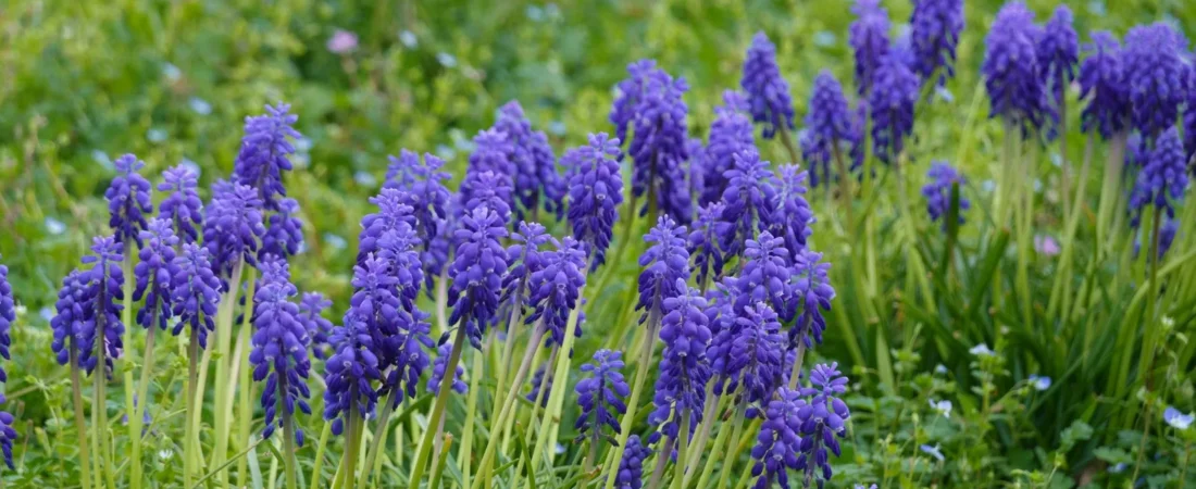 Blauwe druifjes planten: wanneer, hoe diep en waar