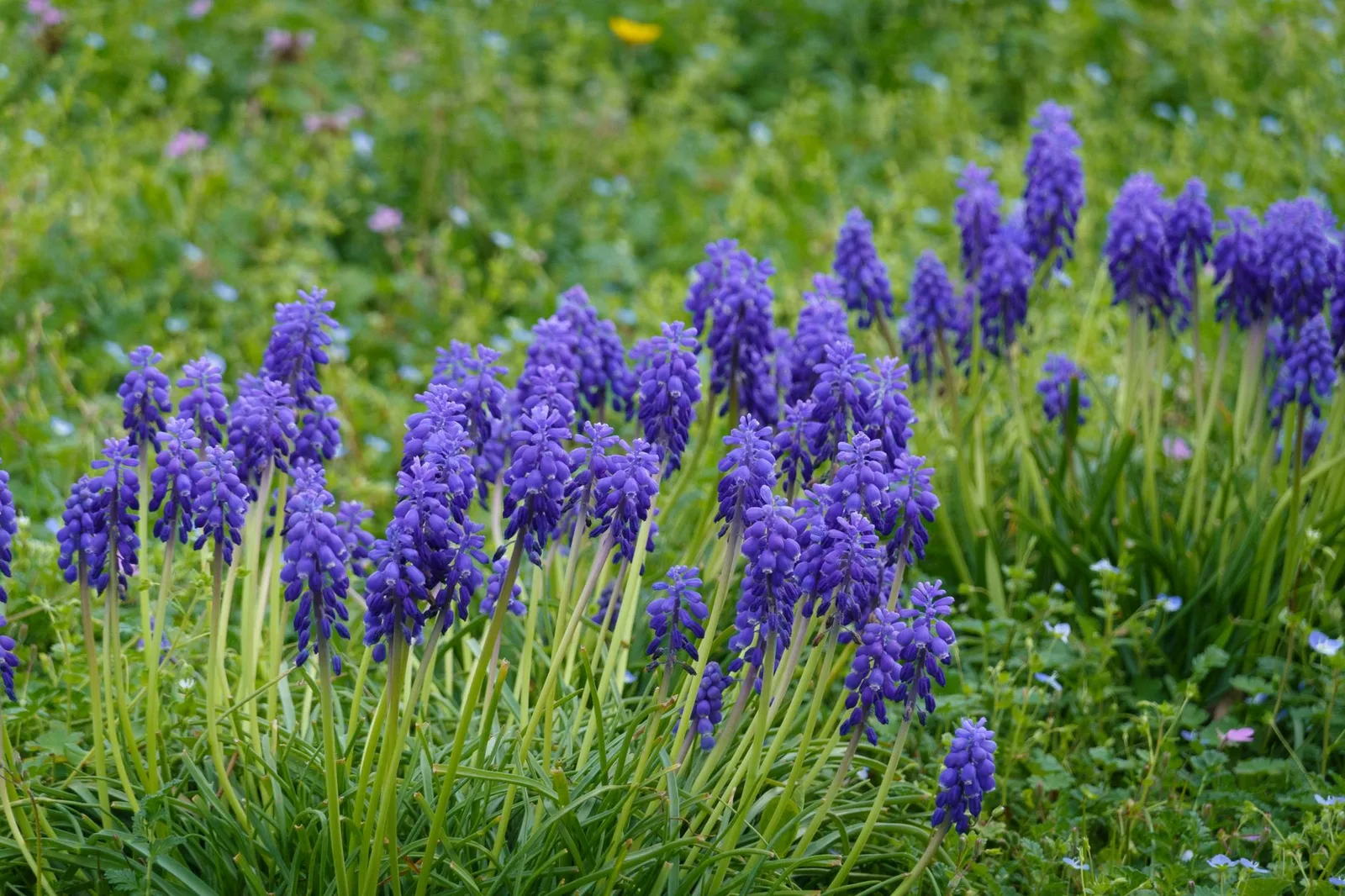 Blauwe druifjes planten: wanneer, hoe diep en waar