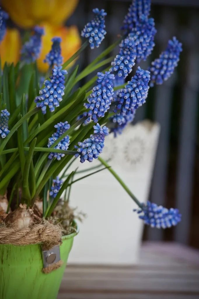 Lichtblauwe druifjes in bloei in een groene zinken pot met de bollen zichtbaar boven de potgrond, op een tuintafel