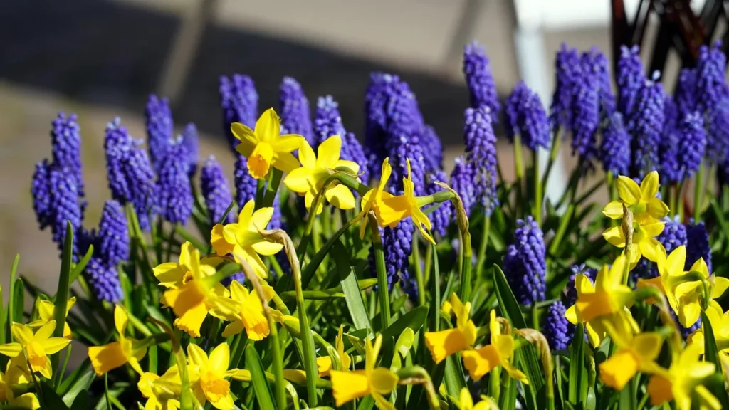Blauwe druifjes samen met kleine gele narcissen in bloei in een zonnige voorjaarsborder