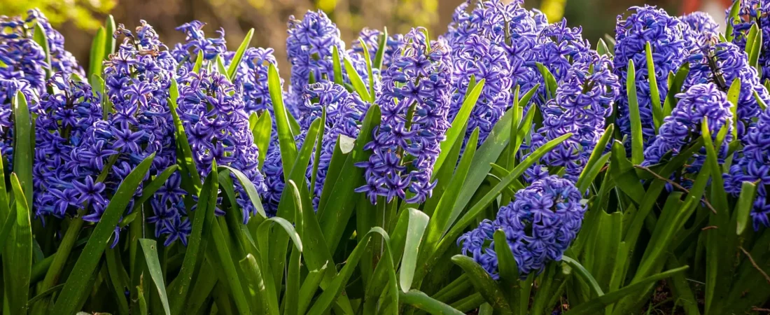 Hyacinten planten: wanneer, hoe diep en waar