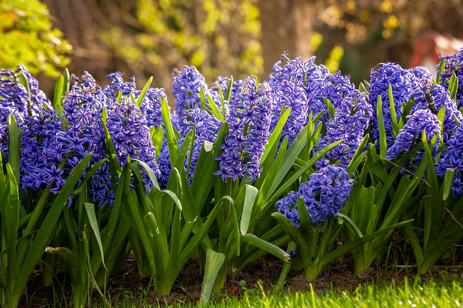 Hyacinten planten: wanneer, hoe diep en waar
