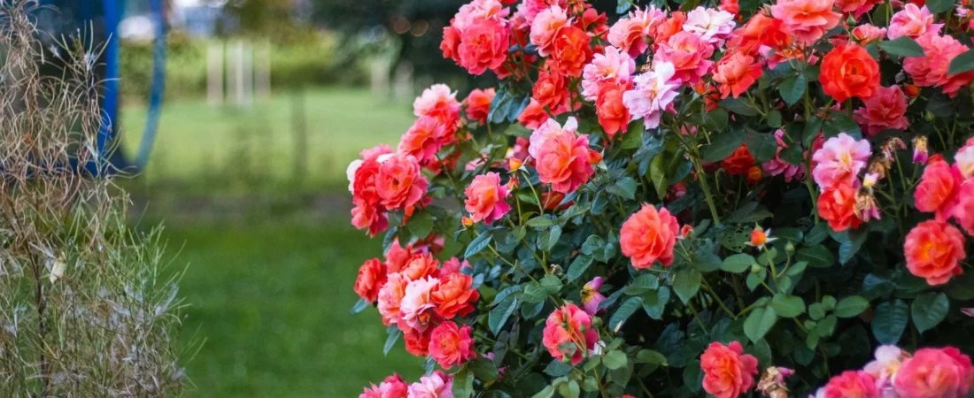 Rozen planten: wanneer, hoe diep en waar
