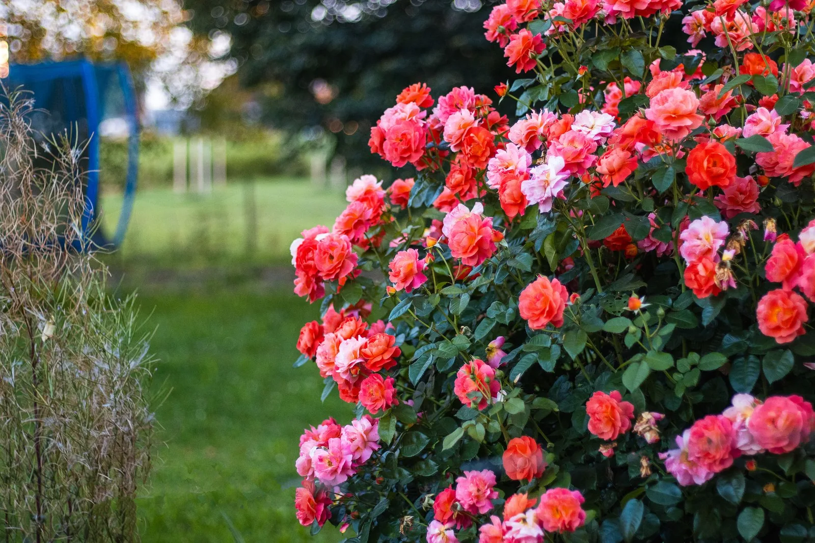 Rozen planten: wanneer, hoe diep en waar