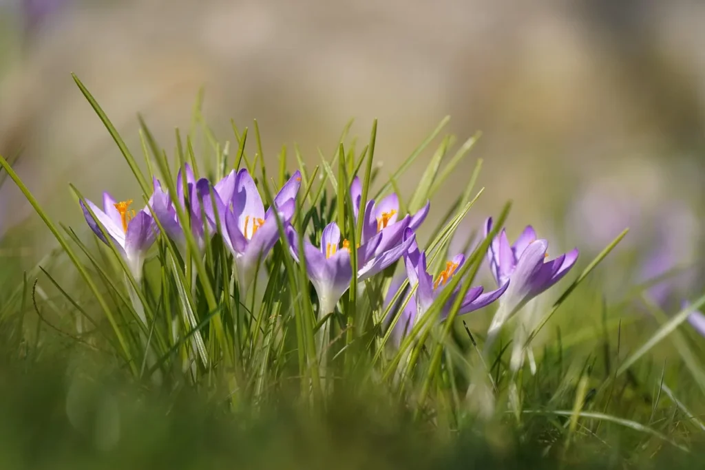 Boerenkrokussen (Crocus tommasinianus) met smalle lila bloemen en oranje meeldraden tussen het gras