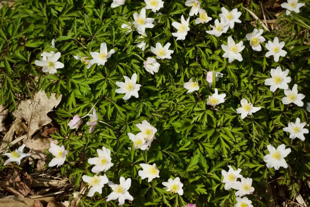 Tapijt van witte bosanemonen (Anemone nemorosa) tussen oud blad in een bosrand