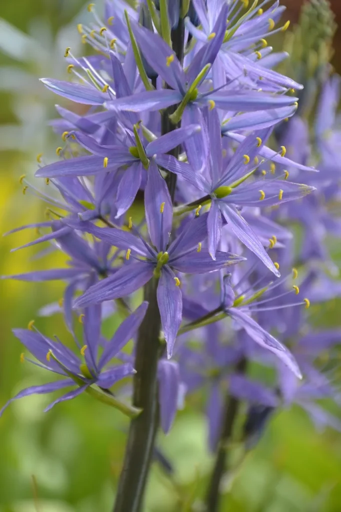 Hoge bloeiaar van Camassia leichtlinii 'Caerulea' met lichtblauwe stervormige bloemen