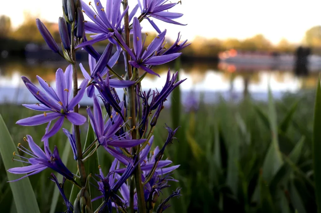 Paarsblauwe camassia (Camassia quamash) tussen het riet aan de waterkant