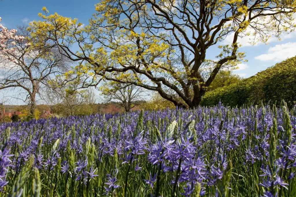 Verwilderde camassia in lang gras onder oude bomen, een zee van blauwe bloeiaren in het voorjaar