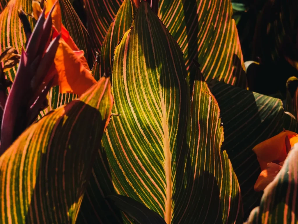Gestreept cannablad van het type Tropicanna, groen en oranjerood in tegenlicht, met een oranje bloem rechts