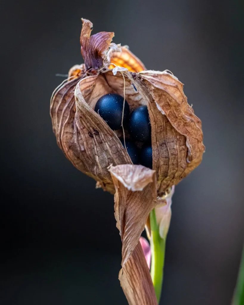 Opengesprongen, verdroogde zaaddoos van canna met ronde zwarte zaden