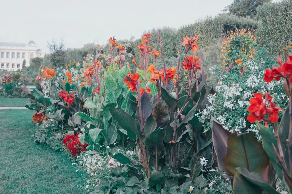 Border met rode en oranje canna's, groen en bronskleurig blad, tussen witte zomerbloeiers en hanenkam langs een gazon