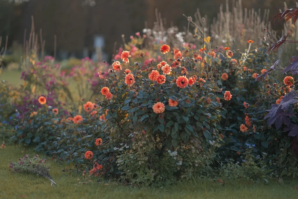 Dahliaborder in de herfst: brede dahliaplanten vol oranje bloemen tussen andere vaste planten