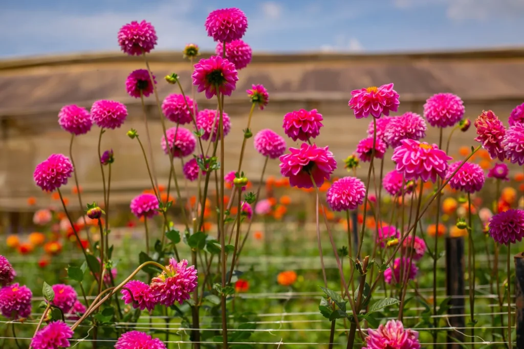 Roze baldahlia's op lange stelen in een snijbloemenveld, met steundraden tussen de planten