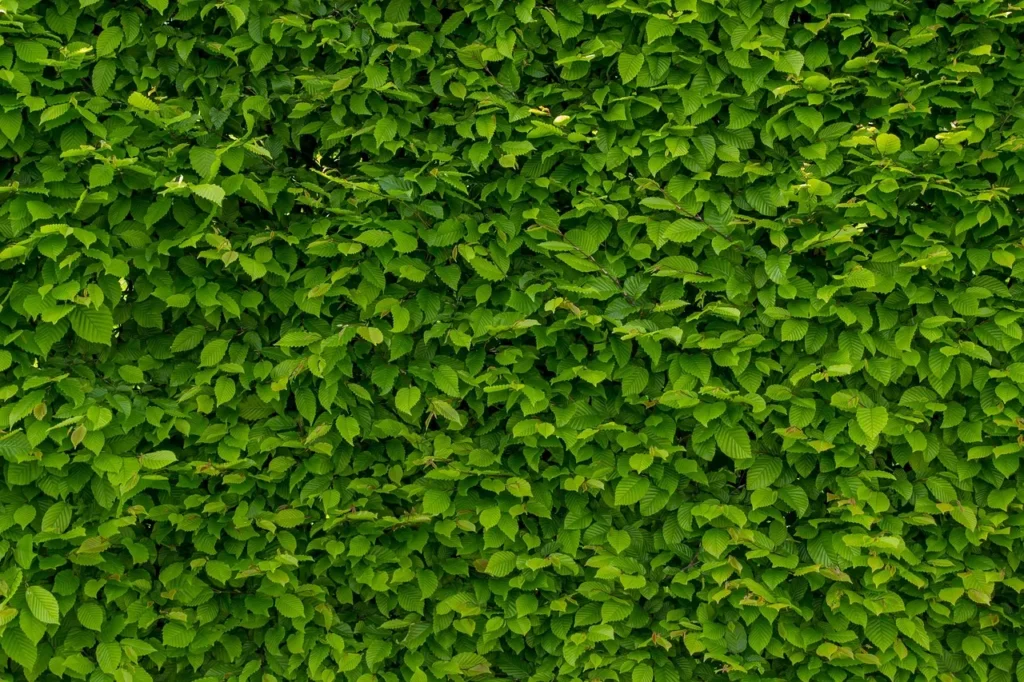 Dichte groene haagbeukhaag van dichtbij, met geribbeld en gezaagd blad
