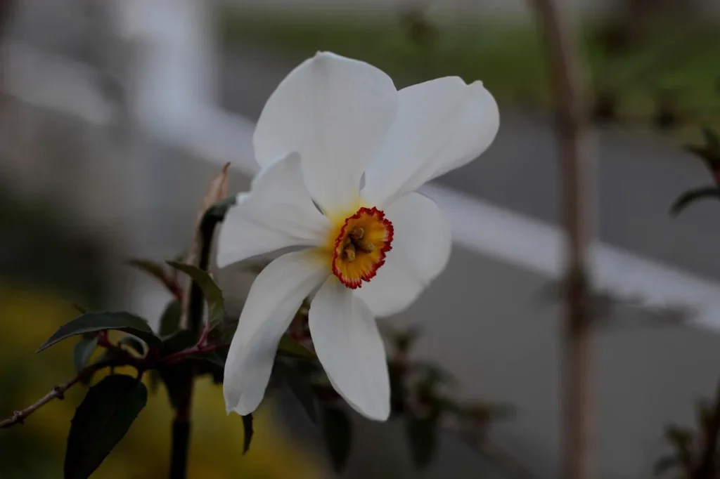 Dichtersnarcis (Narcissus poeticus) met witte bloembladen en een klein geel kroontje met rode rand