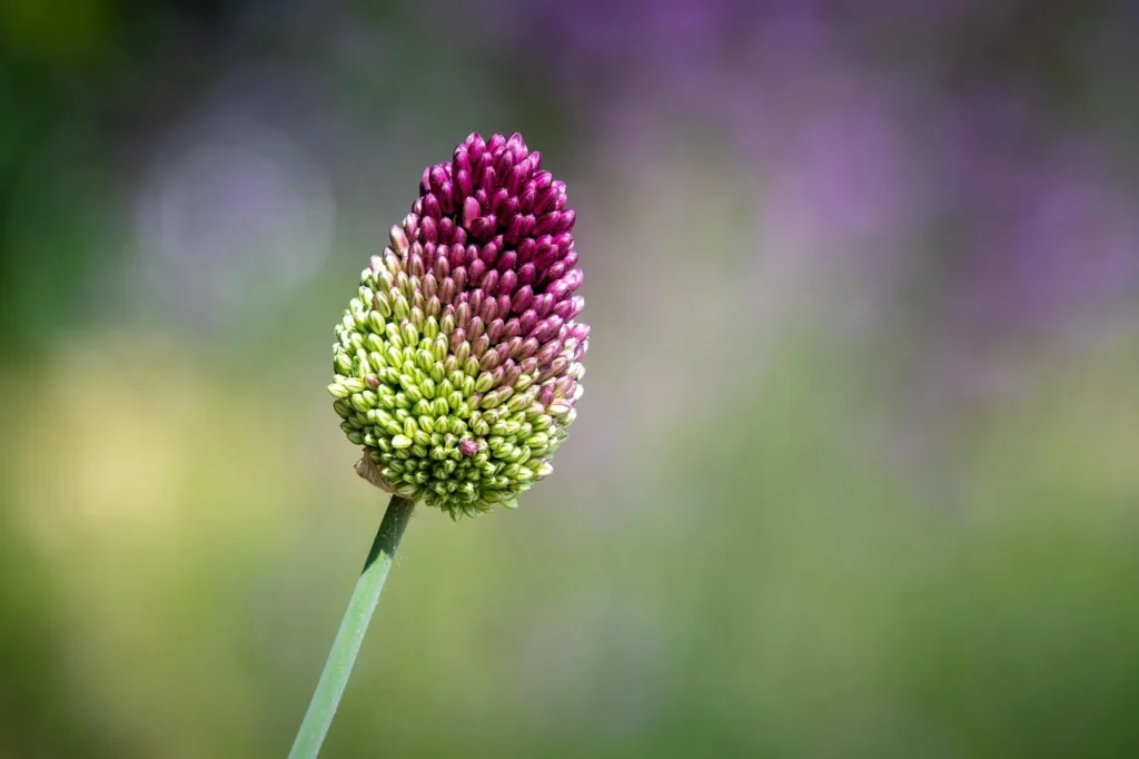 Drumstick-allium (Allium sphaerocephalon) met een eivormig bloemhoofdje dat van groen naar bordeauxrood kleurt