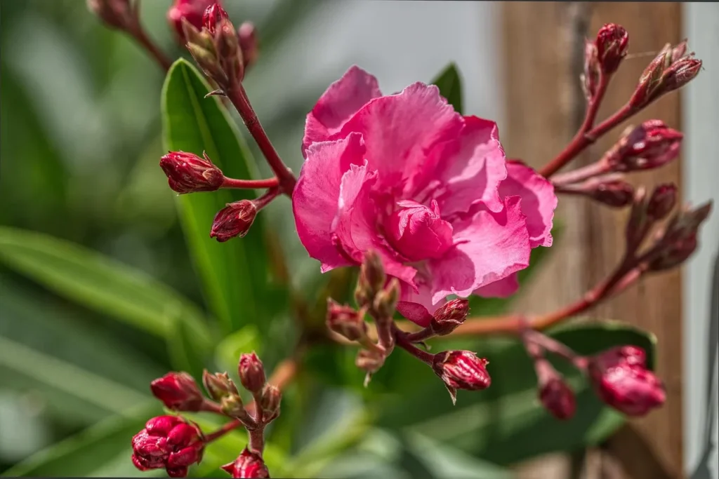 Dubbelbloemige felroze oleander met een open bloem en trosjes donkerrode knoppen